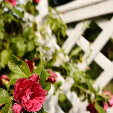 Silelis Guest house 3*