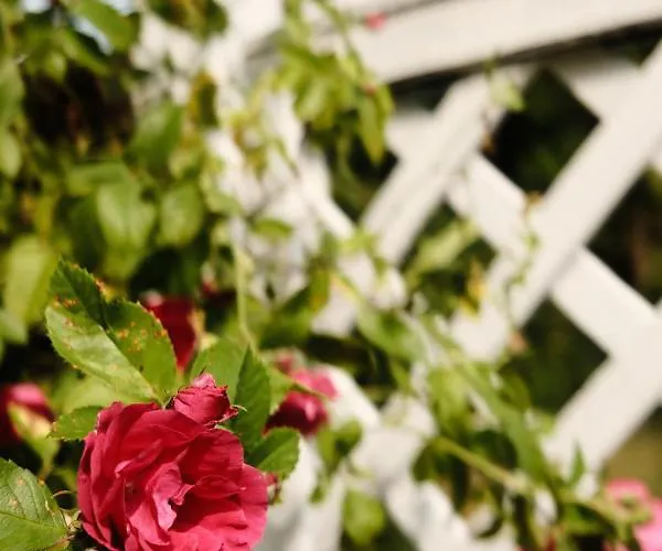 Silelis Гостьовий будинок 3*